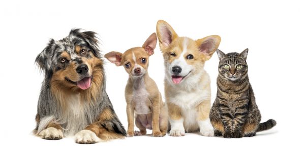 East Lansing Pets