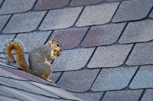 East Lansing Wildlife Removal