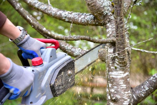 East Lansing Tree Trimming