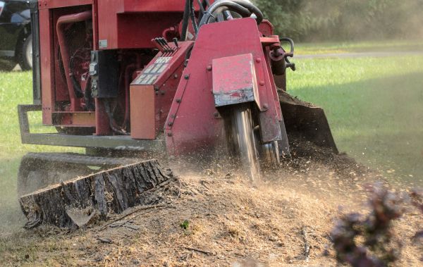 East Lansing Tree Removal