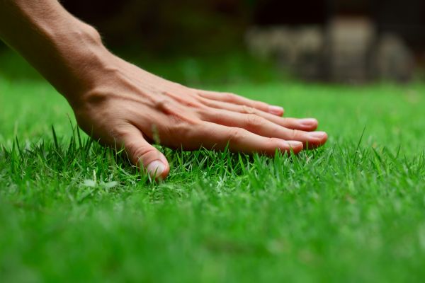 East Lansing Lawn Treatment